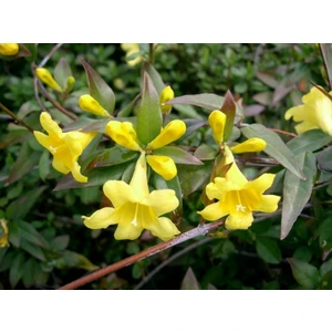 Lala Ahmet Botanik Jasminum Fruticans Sarı Çiçekli Yasemin Kargo Dahil, Tüplü