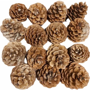 Kampus Trendy Çam Kozalağı 15 Adet Doğal Dekoratif Süs Kozalağı