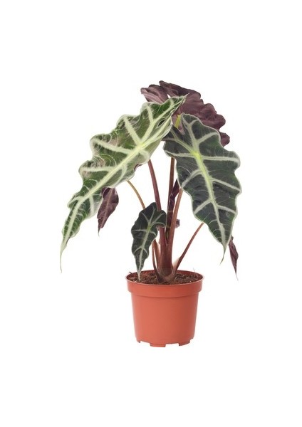 Alocasia Polly ( Fil Kulağı Bitkisi )