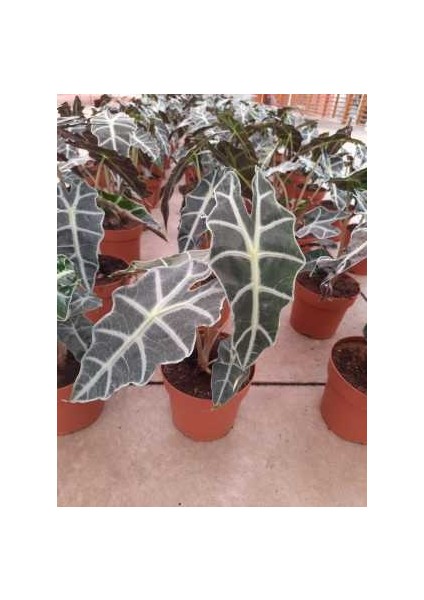 Alocasia Polly ( Fil Kulağı Bitkisi )