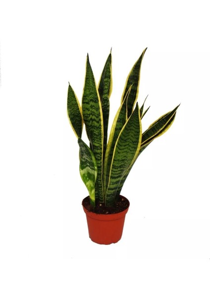 Sanseveria Paşa Kılıcı