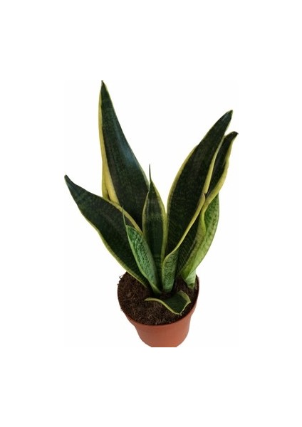 Sanseveria Paşa Kılıcı fiyatları