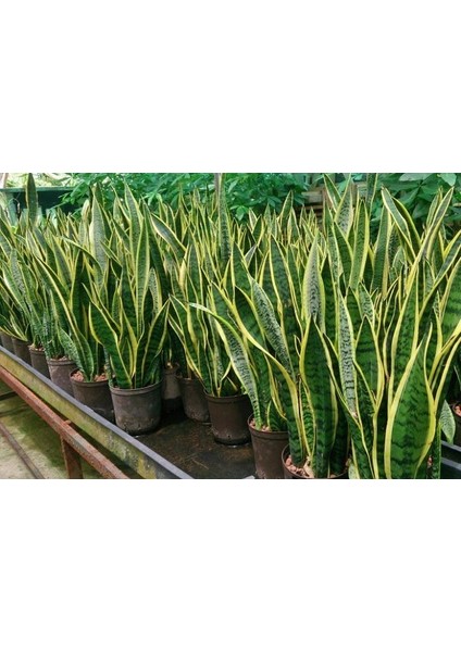 Sanseveria Paşa Kılıcı modelleri