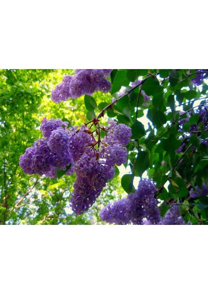 Lala Ahmet Botanik 9 Adet Leylak Fidanı 60-80 cm Syringa Vulgaris