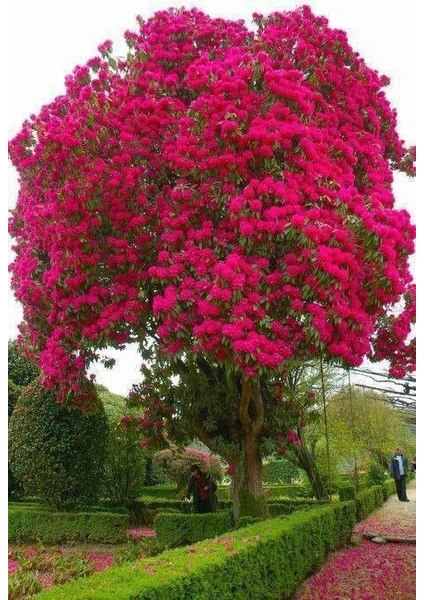 Lala Ahmet Botanik Oya Ağacı Fidanı 50-80 cm Lagerstroemia Indica