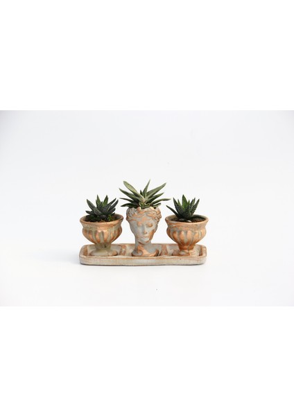 Trio Helen Orange Sukulent Seti - Haworthia Pumila, Gasteria