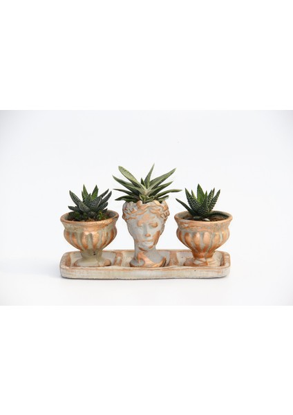 Trio Helen Orange Sukulent Seti - Haworthia Pumila, Gasteria