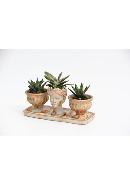 Trio Helen Orange Sukulent Seti - Haworthia Pumila, Gasteria