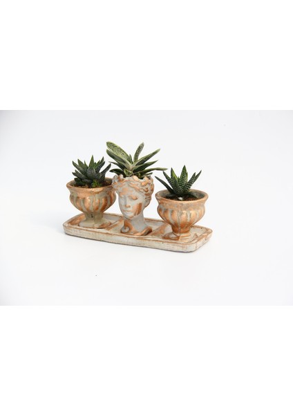 Trio Helen Orange Sukulent Seti - Haworthia Pumila, Gasteria