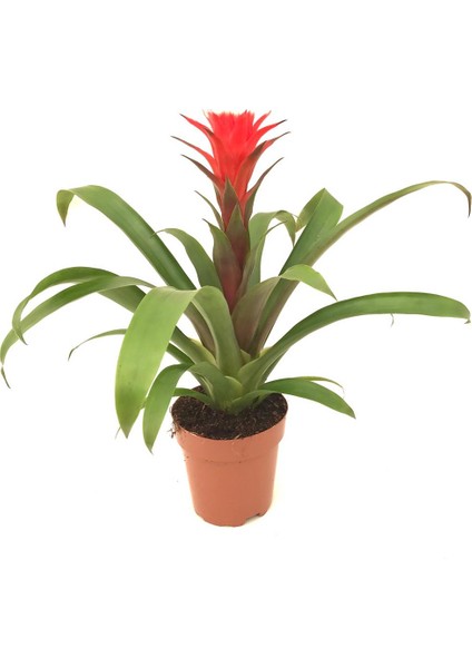 Ithal Guzmania ,guzmanya 42 cm
