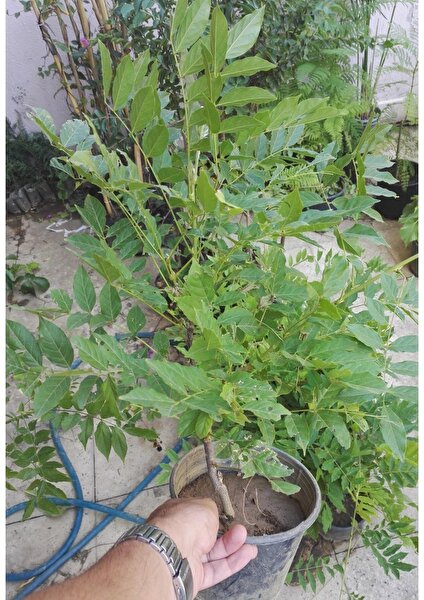 Lala Ahmet Botanik (9 Adet) Mor Salkım Fidanı Wisteria Sinensis, Tüplü,