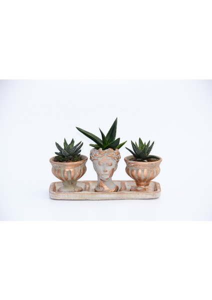 Tunç Botanik Trio Helen Orange Sukulent Seti - Haworthia Pumila, Aloe Ferox