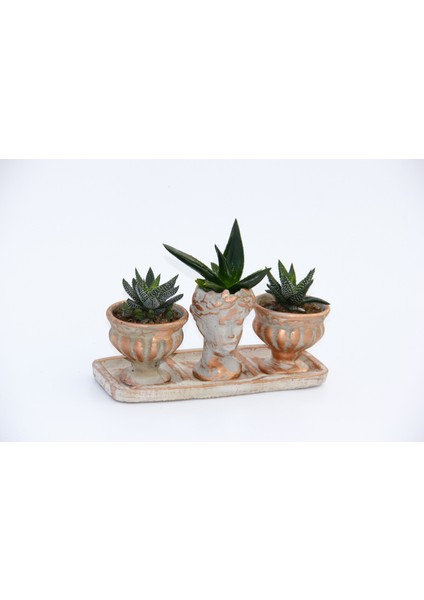 Tunç Botanik Trio Helen Orange Sukulent Seti - Haworthia Pumila, Aloe Ferox