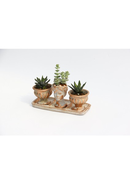 Tunç Botanik Trio Helen Orange Sukulent Seti - Haworthia Pumila, Crassula