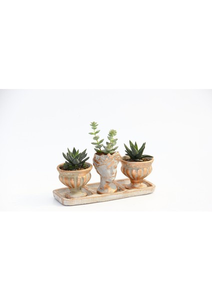 Tunç Botanik Trio Helen Orange Sukulent Seti - Haworthia Pumila, Crassula