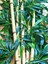 Bamboo Ağaç 5 Adet 1 Metre Boy Bambu Ağaç Çiçek 2