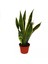 Sanseveria Paşa Kılıcı 1