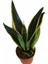 Sanseveria Paşa Kılıcı 2