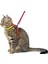 Kayışlı Gökkuşağı Desenli Kedi Bel Tasması 120 cm 2