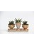 Trio Helen Orange Sukulent Seti - Haworthia Pumila, Gasteria 1