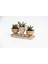 Trio Helen Orange Sukulent Seti - Haworthia Pumila, Gasteria 5