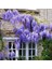 Lala Ahmet Botanik (9 Adet) Mor Salkım Fidanı Wisteria Sinensis, Tüplü, 2