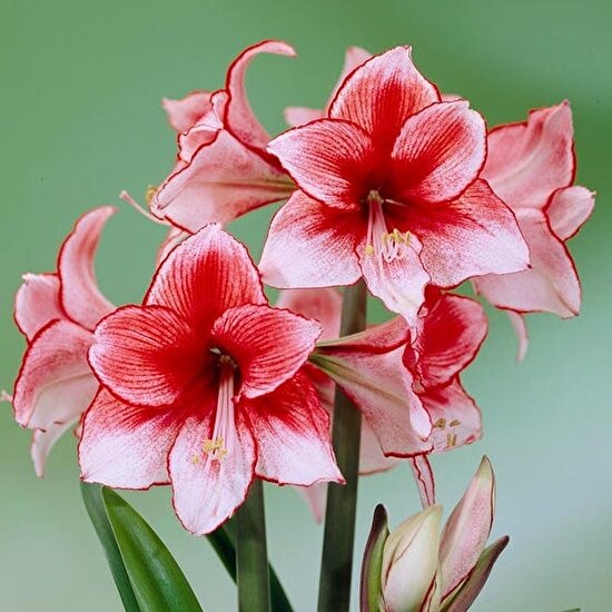 Vip Aksesuar Amaryllis Soğanı - Güzel Hatun Çiçeği Soğanı 2 Adet