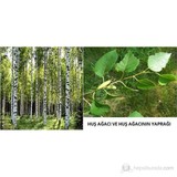 Plantistanbul Betula Pendula- Huş Ağacı 80-100 Cm