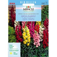 Miracle Tohum Antirrhinum Rainbow Mixed Karışık Aslanağzı Çiçeği Tohumu(3000 Tohum)