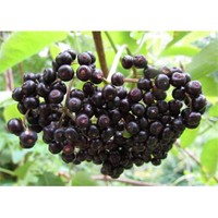 plantistanbul sambucus murver fidani 40 60 cm saksida fiyati