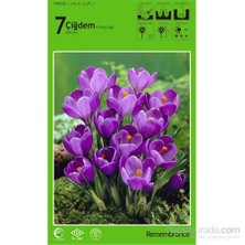 Remembrance Çiğdem Soğanı Paketli
