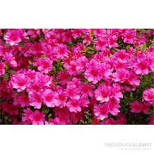 Plantistanbul Açelya Fidanı, Saksıda, İthal