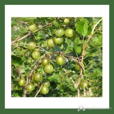 Fidanistanbul Bektaşi Üzüm Fidanı Yeşil Tüplü