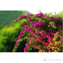 Plantistanbul Bougainvillea-Begonvil Fidanı 60-80 cm