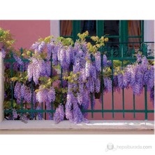 Plantistanbul Wisteria Floribunda-Mor Salkım Fidanı