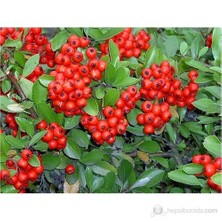Plantistanbul Pyracantha Coccinea Nana-Bodur Ateş Dikeni Fidanı