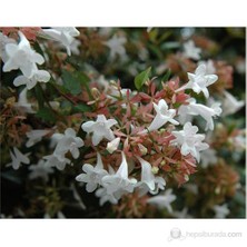 Plantistanbul Abelia Grandiflora- Güzellik Çalısı Fidanı