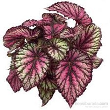 Plantistanbul Begonia Rex Yaprak Begonya Saksıda