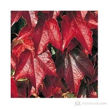 Parthenocissus Quinquefolia-Amerikan Sarmaşığı Fidanı