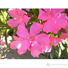 Plantistanbul Nerium Oleander-Zakkum Fidanı Pembe
