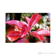 Fidanistanbul Alev Ağacı Fidanı Photinia fraseri Red Robin, 20-40 cm, Saksıda