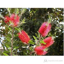 Plantistanbul Callistemon Leavis-Bodur Fırça Çalısı Fidanı