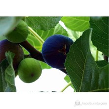 Plantistanbul İncir Fidanı, Bursa Aşılı, Tüplü