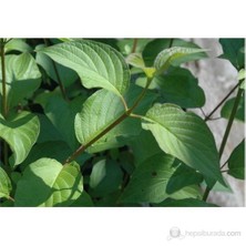 Plantistanbul Cornus -Kızılcık Fidanı Kırmızı