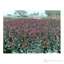 Plantistanbul Phottinia Fraseri Little Red-Bodur Alev Çalısı
