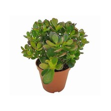 Plantistanbul Crassula Ovata (Geldbaum), Saksıda