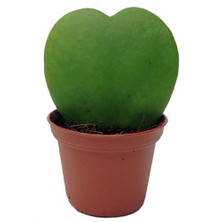 Plantistanbul Hoya Kerrii, Kalp Mum Çiçeği, Saksıda