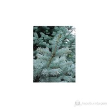 Plantistanbul Picea Pungens Aşılı İthal Mavi Ladin 20-40 Cm