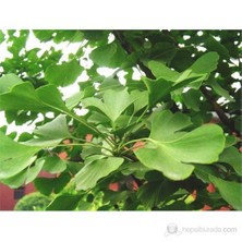 Plantistanbul Ginkgo Biloba Fidanı