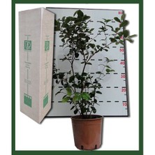 Plantistanbul Feijoa Fidanı